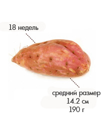 18 недель .jpg